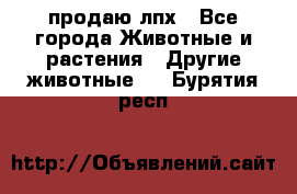 продаю лпх - Все города Животные и растения » Другие животные   . Бурятия респ.